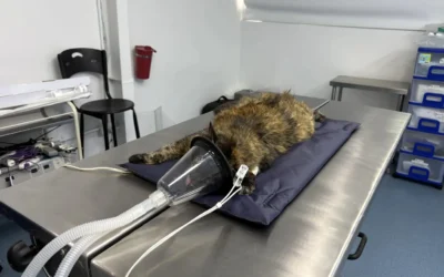 Traqueobroncoscopia veterinaria: diagnóstico avanzado de vías respiratorias