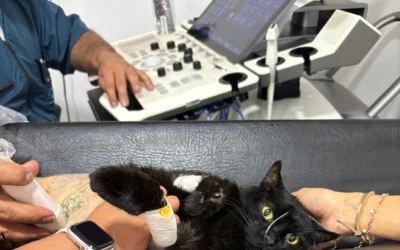 Ecografía para gatos en Bogotá: el estudio esencial para detectar problemas internos a tiempo